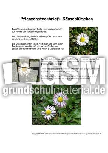 Pflanzensteckbrief-Gänseblümchen.pdf